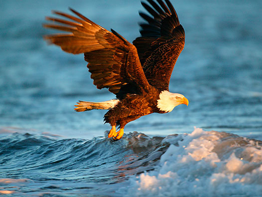 Bald Eagle Jigsaw Game