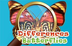 Differences Butterflies Game